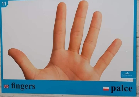 How many fingers are there?